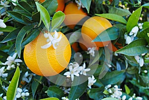 Valencian orange and orange blossoms. Spring photo