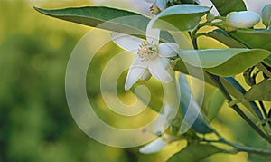 Valencian orange and orange blossoms. Spring photo