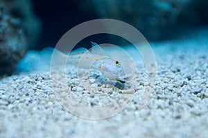 Valenciennea puellaris - Orange-spotted sleeper-goby