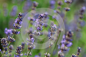 Valensole lavender fields, Provence, France.Flowers at sunset rays in the lavender fields in the mountains. Beautiful image of