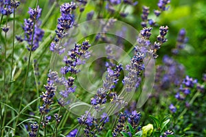 Valensole lavender fields, Provence, France.Flowers at sunset rays in the lavender fields in the mountains. Beautiful image of