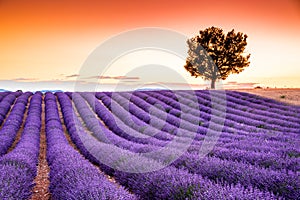 Valensole lavender in Provence, France