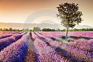 Valensole lavender in Provence, France photo