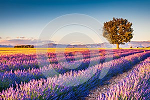 Valensole, Provence in France - lavender field