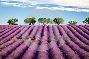 Lavender field with trees on horizon, Valensole, Provence, France photo