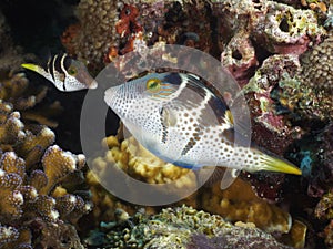 Valentin`s sharpnose puffer