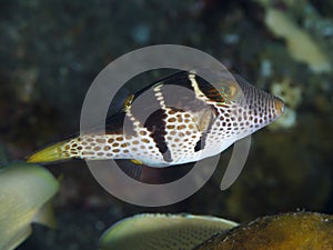 Valentin's sharpnose puffer