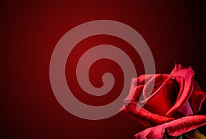 Valentine background