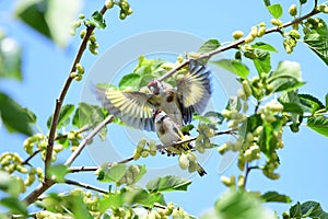 Valentine Birds, Tree, wings