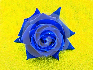 Valentine blue rose, love concept. Valentine`s day.