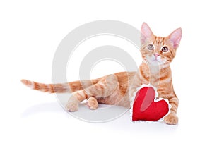 Valentine Cat photo