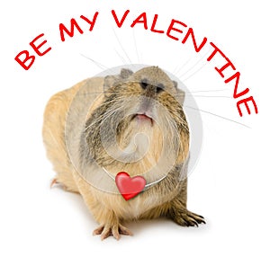 Valentine cavy photo