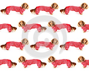 Valentine dachshund puppy seamless pattern