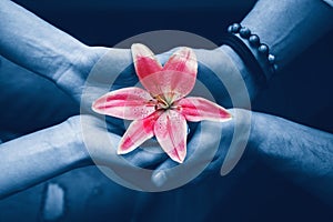 Valentine day  beautiful love concept. Closeup hands of man and woman holding pink red flower lily together. View from top above.