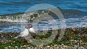 Valentine Day for a pair of brown-hooded gulls in Chiloe Island, Chile