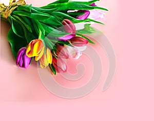 Valentine day  tulip spring flowers  colorful  festive bouquet floral banner on pink ,,lettering happy wishes quotes text , and wo