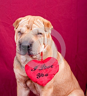 Valentine dog