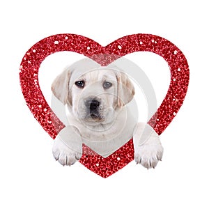 Valentine Dog photo