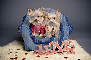 Valentine dogs