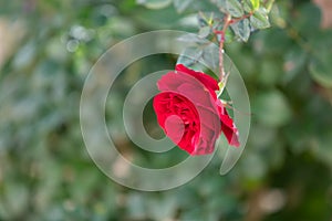 Valentine, greetings, congratulations, romance concept. Copy space.  of a beautiful red rose