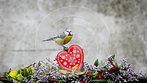 Valentine heart composition, blue tit pecking peanut