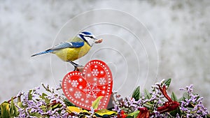 valentine heart decoration with blue tit eating peanut on top