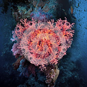Valentine heart made of corals (Dendronephthya hemprichi)