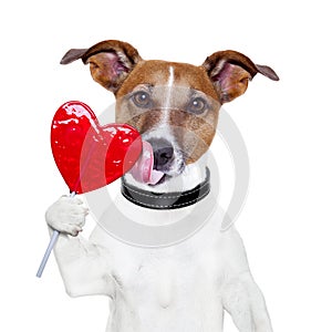 Valentine lollipop heart dog licking