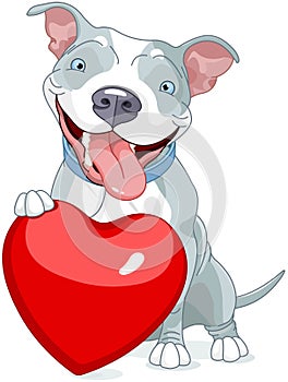 Valentine Pit Bull Dog