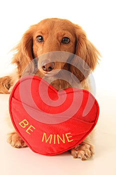 Valentine puppy