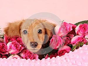 Valentine puppy