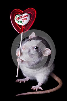 Día de San Valentín una rata 