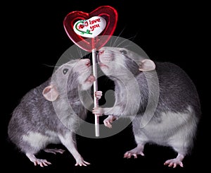 Valentine Rats