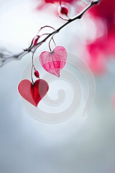 Valentine's Day backdrop