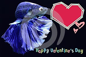 Valentine`s Day card with a heart on a betta fish background
