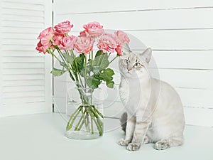 Valentine`s day cat greeting card. Bouquet of flowers roses. Mother`s day congratulations. Happy birthday template. Wedding