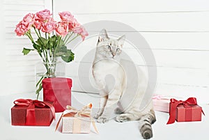 Valentine`s day cat greeting card. Bouquet of flowers roses. Mother`s day congratulations. Happy birthday template. Wedding