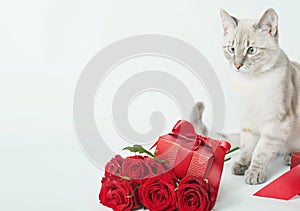 Valentine`s day cat greeting card. Bouquet of flowers roses. Mother`s day congratulations. Happy birthday template. Wedding