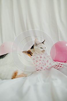 Valentine\'s Day - Cat stock photo