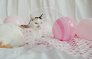 Valentine\'s Day - Cat stock photo