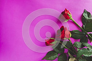 Valentine`s day concept. Red rose isolated on purple or pink background