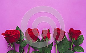 Valentine`s day concept. Red rose isolated on purple or pink background