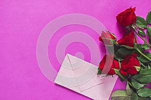 Valentine`s day concept. Red rose isolated on purple or pink background