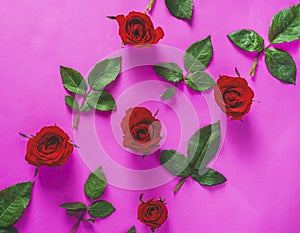 Valentine`s day concept. Red rose isolated on purple or pink background