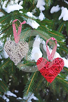 Valentine`s Day concept. Two decorative wooden hearts covered by snow on spruce branch. Selective focus. Symbol of love