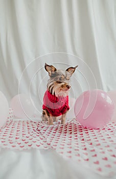 Valentine\'s Day - Dog stock photo