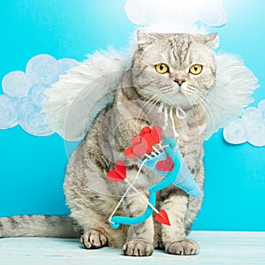 Valentine`s Day, gray British cat Cupid, angel, cute pet