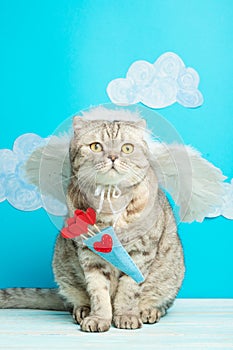 Valentine`s Day, gray British cat Cupid, angel, cute pet