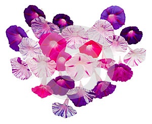 Valentine`s Day heart made of flowers