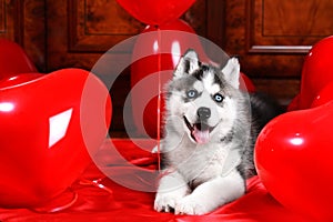 Valentine`s day husky puppy on a texture background.